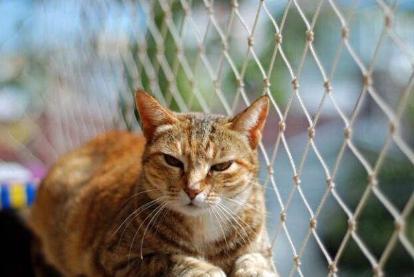 Rede de Proteção para Gatos em São Paulo